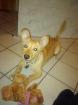Jack-Russel-Mix Weibchen ca.6Monate abzugeben!!!!