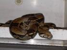 Boa constrictor imperator (kolumbien) ,abgottschlange