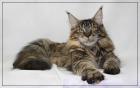 Maine Coon Teenager in black mc torbie