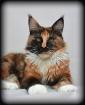 Maine Coon Dame in black tortie white