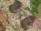 7 Hamsterchen suchen neues Zuhause