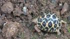 Land und Wasser Schildkröten zu verkaufen