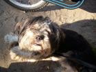 Lhasa Apso verspielt klein und Familienhund