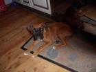 DRINGEND Boxer Weibchen 4monate