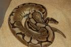 Python regius Spider Mädel 1800 Gramm und adulter Yellowbelly Bock