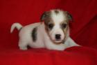 Jack   Parson  Russell Terrier Welpen