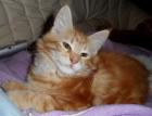 Maine Coon Kitten Ayane sucht ihre Familie