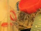 Dsungarischer Zwerhamster (5 Wochen alt) sucht neues Zuhause!