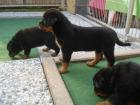 Rottweilerwelpen