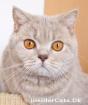 BKH Dame lilac tabby sucht neues zuhause