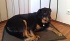 Blake, ein liebevoller Beauceron-Mix sucht ein neues Zuhause