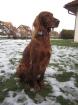 Irish Setter Welpen mit Papiere