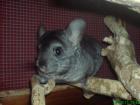 Süßes Chinchilla weibchen sucht neues Zuhause