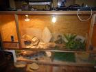 Terrarium und / oder 2 Bartagame