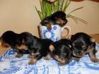 Yorkie Babys ab mitte April