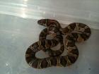 Lampropeltis mexicana mexicana