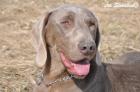 Weimaraner rude mit FCI papieren