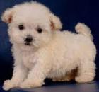 Maltipoo Welpen 250, 00 €