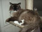 WURFANKÜNDIGUNG    Ragdoll Mixkitten ab 25. April