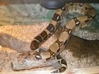 BOA CONSTRICTOR IMPERATOR