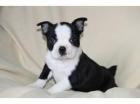 Boston-Terrier- Welpen