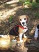 Liebe Beagle Hündin sucht neues zuhause