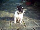 Jack Russel