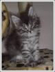 Maine coon Kitten