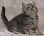 BKH classic Tabby kitten,,Wiskas,,