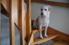 Luna sucht dringend neues Zuhause