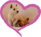 West Highland White Terrier - Westie - promising female