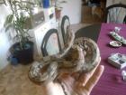 Boa con. imp. weibchen mit Terrarium 225 Euro VB zu verkaufen