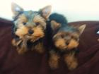 2 Yorkshire Terrier Welpen 