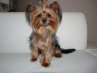 Mini Yorkshire terrier zum Decken