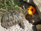 Weibliche griechische Landschildkröte