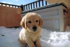 Golden Retriever Welpen 