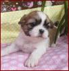 Shih Tzu Engelchen