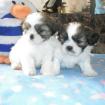 Shih tzu Welpen