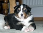 Australian Shepherd Welpen suchen ein neues Zuhause