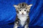 Extrem typvolles Coonie Katerchen in black-silver-tabby-cl./white