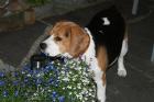 Beagle sucht eine Herzensdame