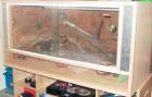 Terrarium 120cm B x 60cm H x 80cm T mit Bartagame (w) ca. 2 Jahre alt € 250 (VB)