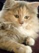 Ragdoll / Ronja sucht ein liebevolles Zuhause