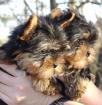 2 süße Mini Yorkshire Terrier Welpen