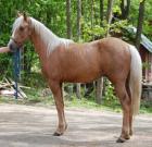 4 Jahre alten Appaloosa Pferd