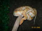 Albino Mädel Tigerpython abugeben in NRW