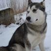 Liebe 1 Jahr alte Alaska Malamute Dame 