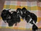 6 junge Maine Coons suchen ein Zuhause