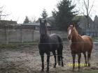 Schicke 3-Jährige Quarter Horse Rapp-Stute