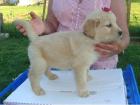 Golden Retriever Welpen zu verkaufen